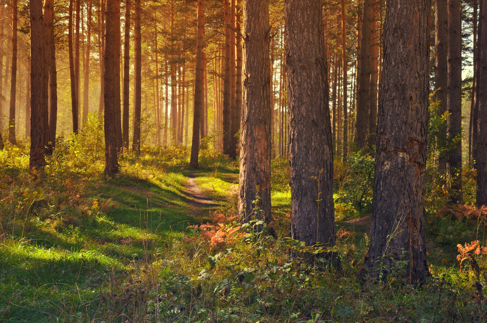 A sunlit forest from Aelios
